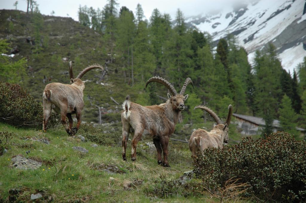 Haus Gfall Kaunertal Bagian luar foto